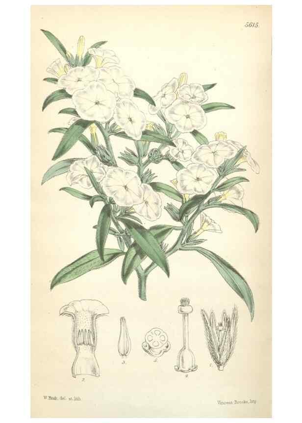 Reproducción/Reproduction 34887149590: Curtis's botanical magazine.. London ; New York [etc.] :Academic Press [etc.]