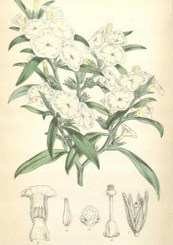 Reproducción/Reproduction 34887149590: Curtis's botanical magazine.. London ; New York [etc.] :Academic Press [etc.]