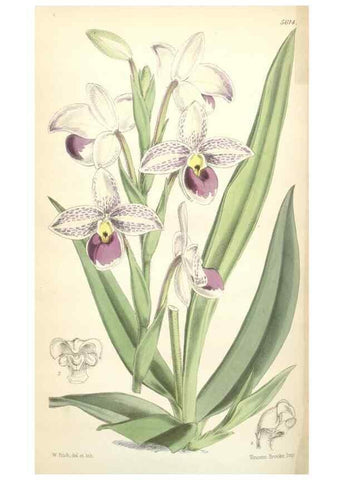 Reproducción/Reproduction 35274565555: Curtis's botanical magazine.. London ; New York [etc.] :Academic Press [etc.]