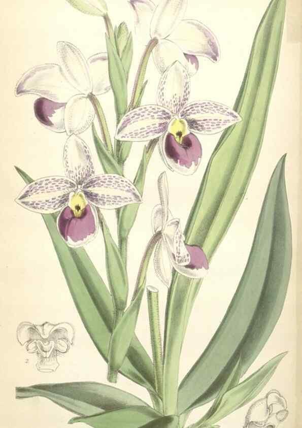 Reproducción/Reproduction 35274565555: Curtis's botanical magazine.. London ; New York [etc.] :Academic Press [etc.]