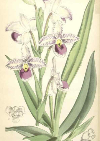 Reproducción/Reproduction 35274565555: Curtis's botanical magazine.. London ; New York [etc.] :Academic Press [etc.]