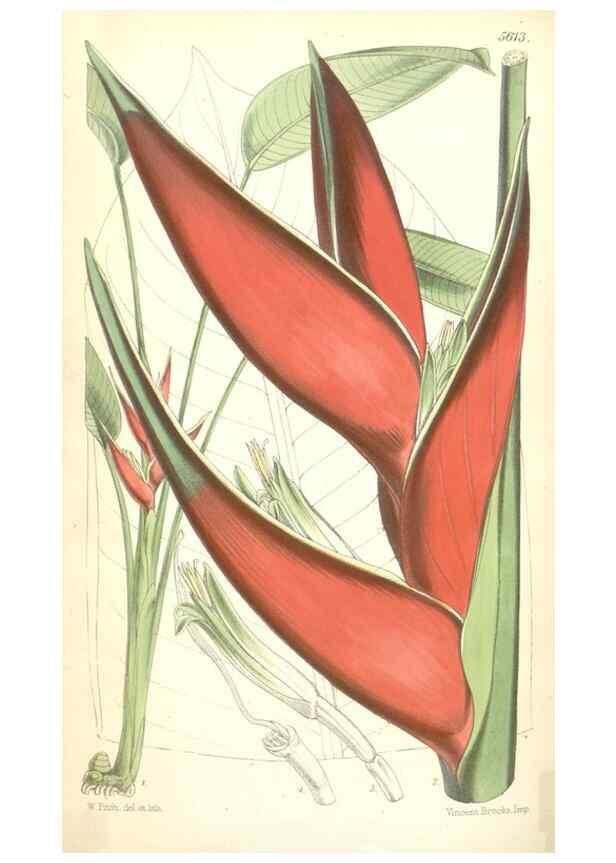 Reproducción/Reproduction 34887142270: Curtis's botanical magazine.. London ; New York [etc.] :Academic Press [etc.]
