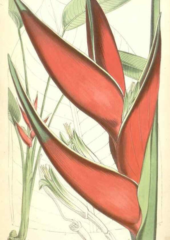 Reproducción/Reproduction 34887142270: Curtis's botanical magazine.. London ; New York [etc.] :Academic Press [etc.]