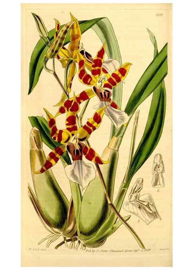 Reproducción/Reproduction 35120677011: Curtis's botanical magazine.. London ; New York [etc.] :Academic Press [etc.]
