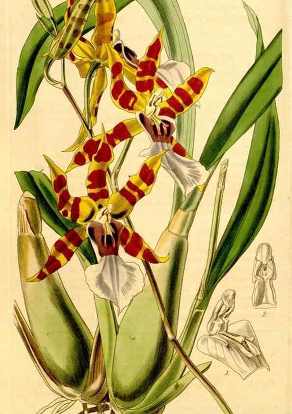 Reproducción/Reproduction 35120677011: Curtis's botanical magazine.. London ; New York [etc.] :Academic Press [etc.]