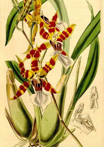 Reproducción/Reproduction 35120677011: Curtis's botanical magazine.. London ; New York [etc.] :Academic Press [etc.]