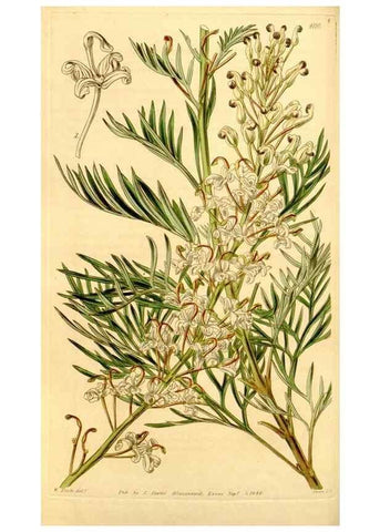 Reproducción/Reproduction 35120681621: Curtis's botanical magazine.. London ; New York [etc.] :Academic Press [etc.]