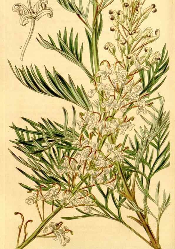 Reproducción/Reproduction 35120681621: Curtis's botanical magazine.. London ; New York [etc.] :Academic Press [etc.]