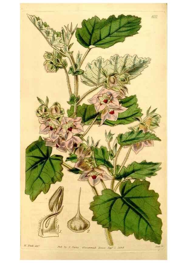 Reproducción/Reproduction 35120685701: Curtis's botanical magazine.. London ; New York [etc.] :Academic Press [etc.]