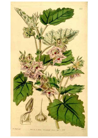 Reproducción/Reproduction 35120685701: Curtis's botanical magazine.. London ; New York [etc.] :Academic Press [etc.]