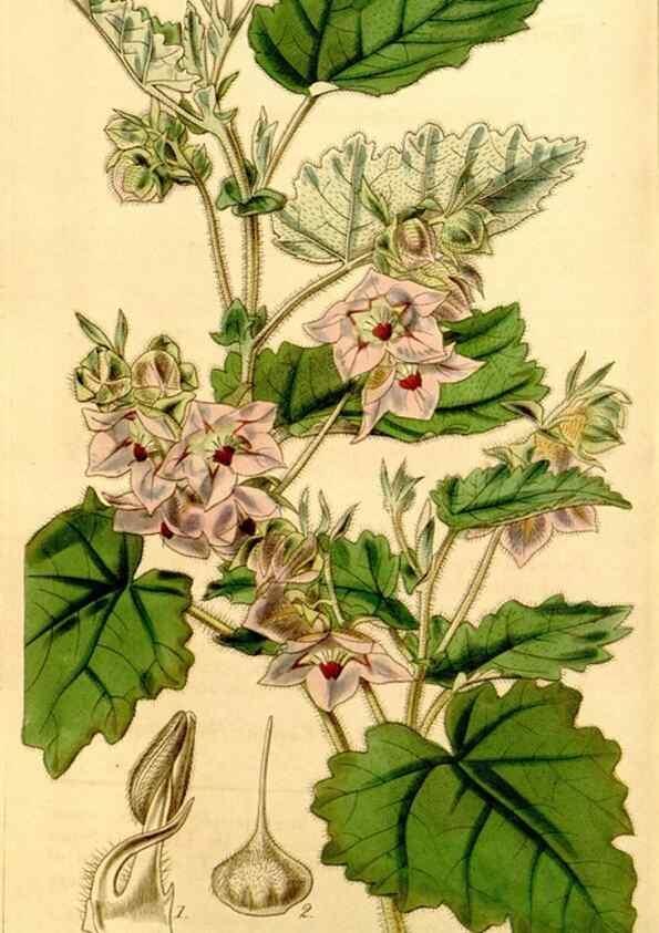 Reproducción/Reproduction 35120685701: Curtis's botanical magazine.. London ; New York [etc.] :Academic Press [etc.]