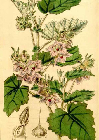 Reproducción/Reproduction 35120685701: Curtis's botanical magazine.. London ; New York [etc.] :Academic Press [etc.]