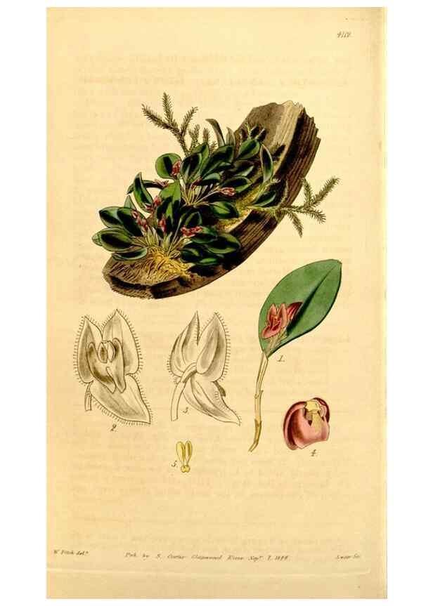 Reproducción/Reproduction 35120690001: Curtis's botanical magazine.. London ; New York [etc.] :Academic Press [etc.]