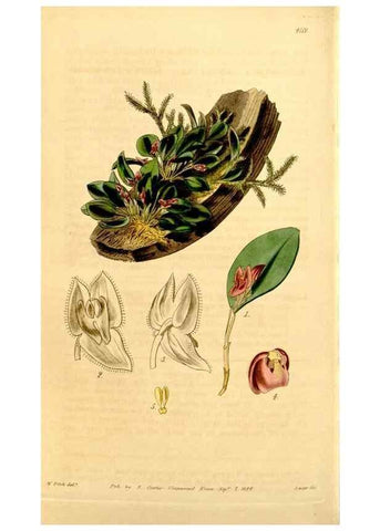 Reproducción/Reproduction 35120690001: Curtis's botanical magazine.. London ; New York [etc.] :Academic Press [etc.]