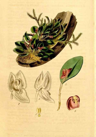 Reproducción/Reproduction 35120690001: Curtis's botanical magazine.. London ; New York [etc.] :Academic Press [etc.]