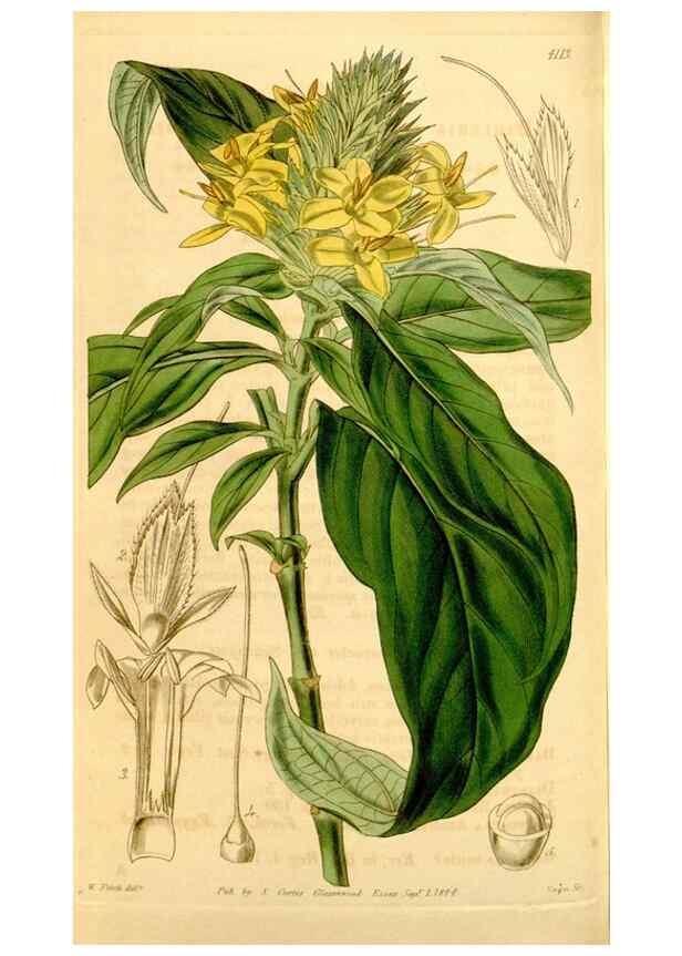 Reproducción/Reproduction 35120694731: Curtis's botanical magazine.. London ; New York [etc.] :Academic Press [etc.]