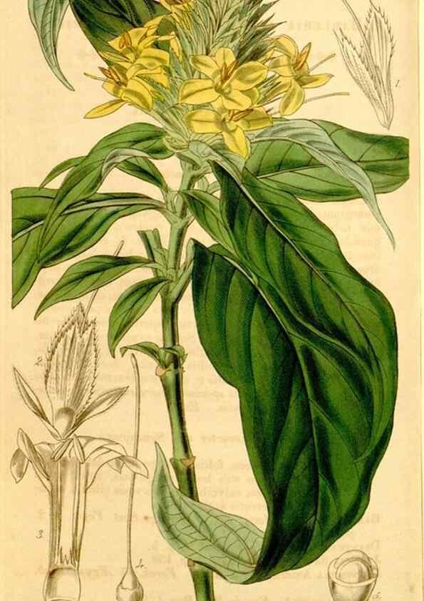 Reproducción/Reproduction 35120694731: Curtis's botanical magazine.. London ; New York [etc.] :Academic Press [etc.]