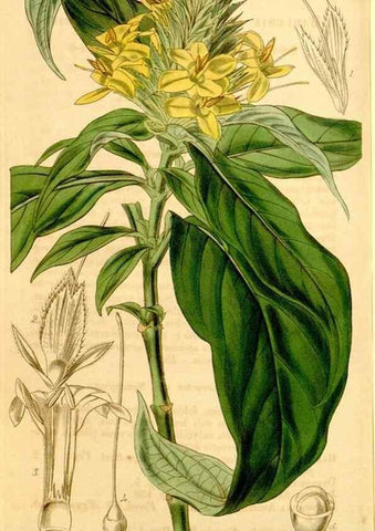 Reproducción/Reproduction 35120694731: Curtis's botanical magazine.. London ; New York [etc.] :Academic Press [etc.]
