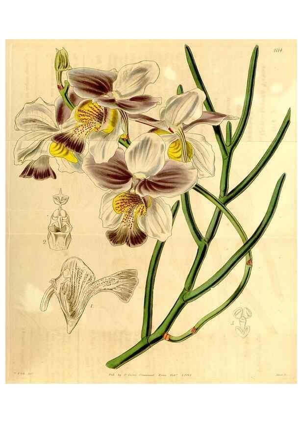 Reproducción/Reproduction 35120697551: Curtis's botanical magazine.. London ; New York [etc.] :Academic Press [etc.]