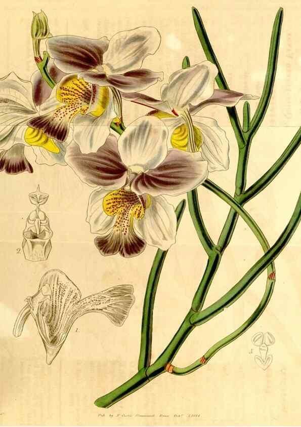 Reproducción/Reproduction 35120697551: Curtis's botanical magazine.. London ; New York [etc.] :Academic Press [etc.]