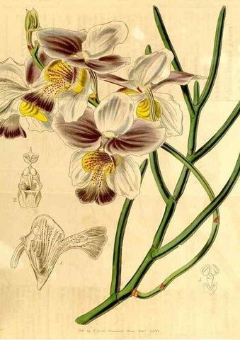 Reproducción/Reproduction 35120697551: Curtis's botanical magazine.. London ; New York [etc.] :Academic Press [etc.]