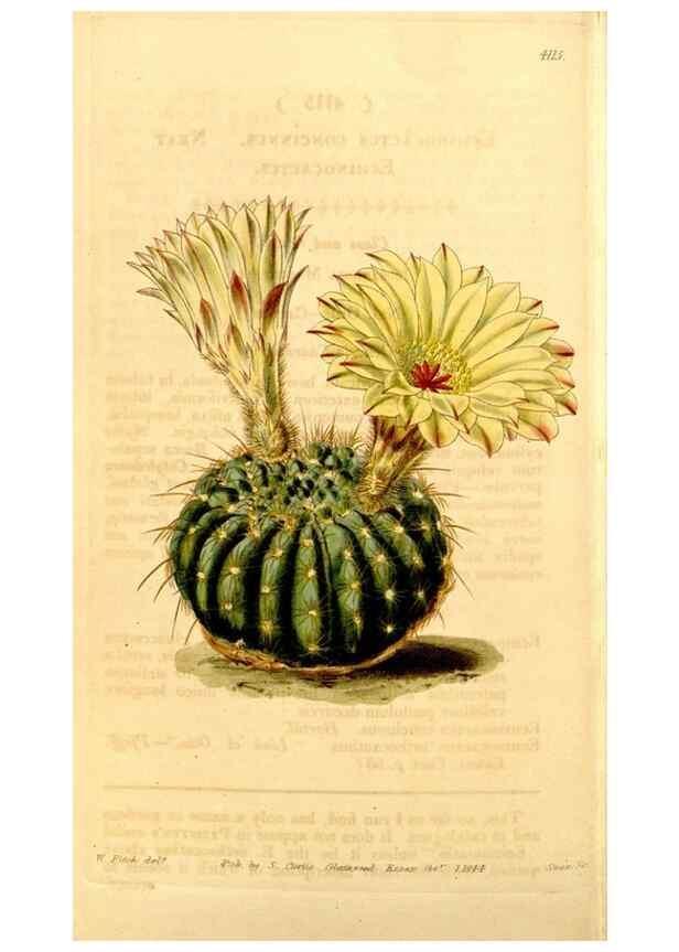 Reproducción/Reproduction 34441478743: Curtis's botanical magazine.. London ; New York [etc.] :Academic Press [etc.]