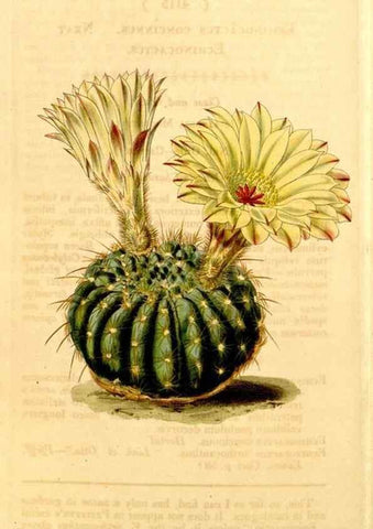 Reproducción/Reproduction 34441478743: Curtis's botanical magazine.. London ; New York [etc.] :Academic Press [etc.]