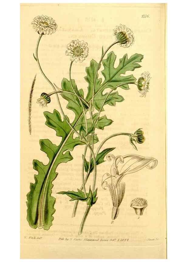 Reproducción/Reproduction 34441481683: Curtis's botanical magazine.. London ; New York [etc.] :Academic Press [etc.]
