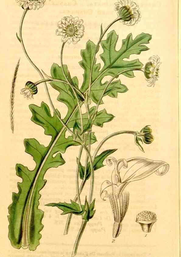 Reproducción/Reproduction 34441481683: Curtis's botanical magazine.. London ; New York [etc.] :Academic Press [etc.]