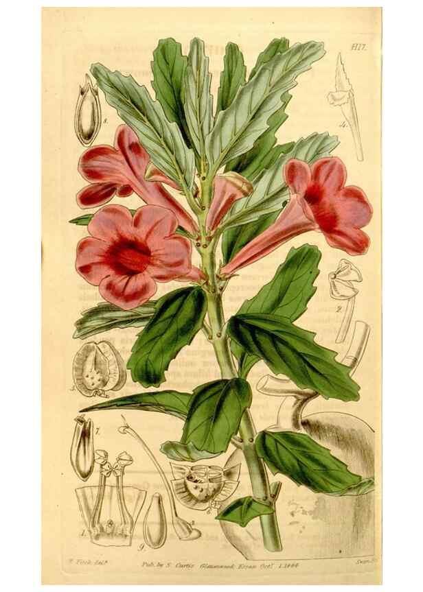 Reproducción/Reproduction 34441485713: Curtis's botanical magazine.. London ; New York [etc.] :Academic Press [etc.]