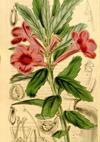 Reproducción/Reproduction 34441485713: Curtis's botanical magazine.. London ; New York [etc.] :Academic Press [etc.]