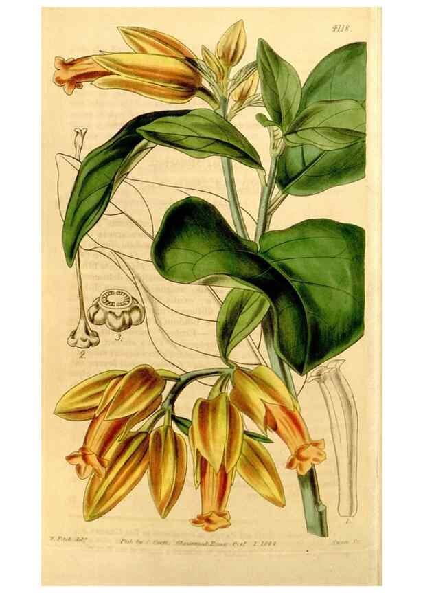 Reproducción/Reproduction 34441488563: Curtis's botanical magazine.. London ; New York [etc.] :Academic Press [etc.]