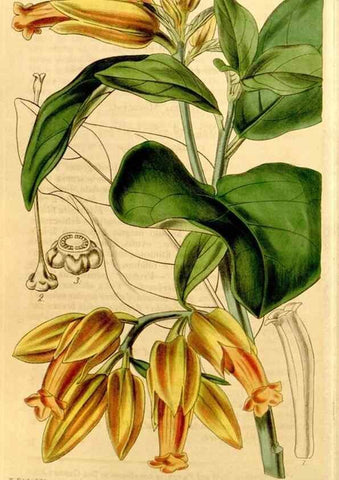 Reproducción/Reproduction 34441488563: Curtis's botanical magazine.. London ; New York [etc.] :Academic Press [etc.]