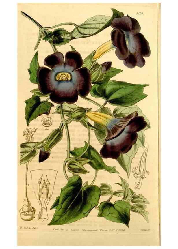 Reproducción/Reproduction 35120719851: Curtis's botanical magazine.. London ; New York [etc.] :Academic Press [etc.]