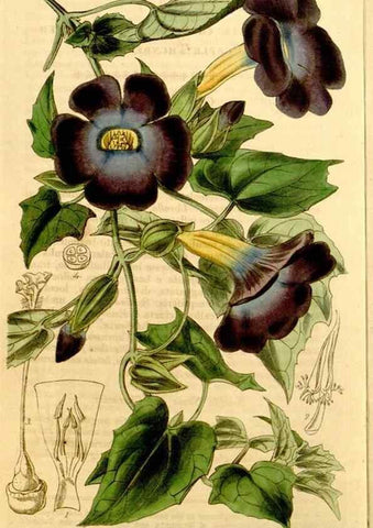 Reproducción/Reproduction 35120719851: Curtis's botanical magazine.. London ; New York [etc.] :Academic Press [etc.]