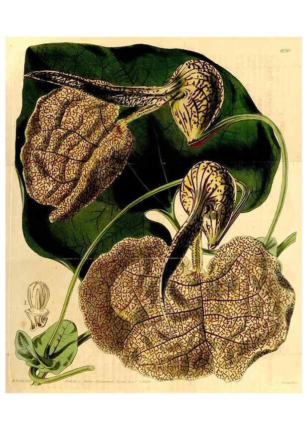 Reproducción/Reproduction 35120722511: Curtis's botanical magazine.. London ; New York [etc.] :Academic Press [etc.]