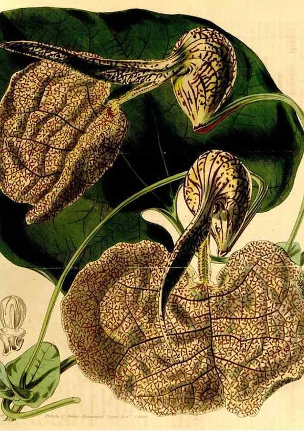 Reproducción/Reproduction 35120722511: Curtis's botanical magazine.. London ; New York [etc.] :Academic Press [etc.]