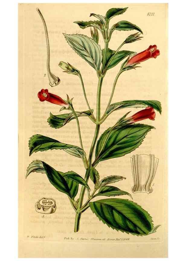 Reproducción/Reproduction 34863355290: Curtis's botanical magazine.. London ; New York [etc.] :Academic Press [etc.]