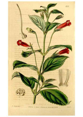 Reproducción/Reproduction 34863355290: Curtis's botanical magazine.. London ; New York [etc.] :Academic Press [etc.]
