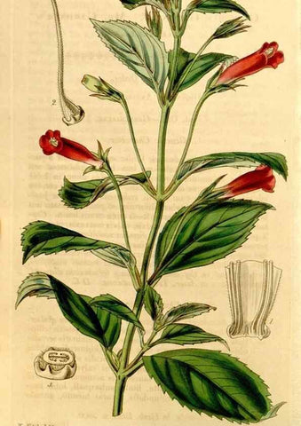 Reproducción/Reproduction 34863355290: Curtis's botanical magazine.. London ; New York [etc.] :Academic Press [etc.]