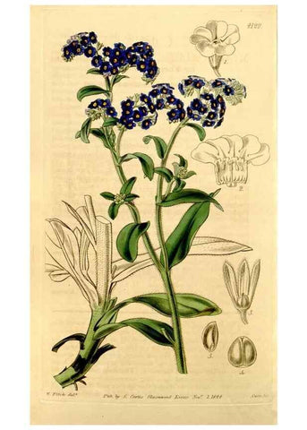 Reproducción/Reproduction 34863357600: Curtis's botanical magazine.. London ; New York [etc.] :Academic Press [etc.]