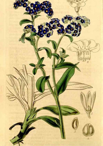Reproducción/Reproduction 34863357600: Curtis's botanical magazine.. London ; New York [etc.] :Academic Press [etc.]