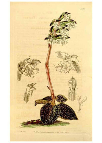 Reproducción/Reproduction 35120732321: Curtis's botanical magazine.. London ; New York [etc.] :Academic Press [etc.]