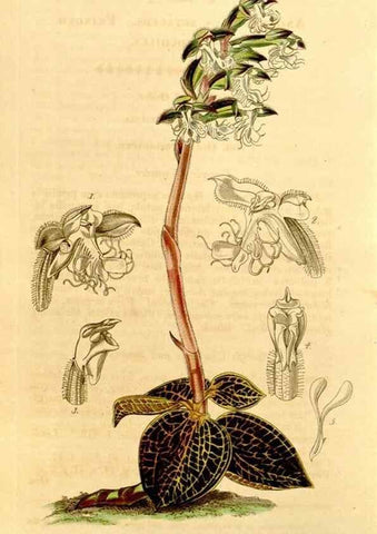 Reproducción/Reproduction 35120732321: Curtis's botanical magazine.. London ; New York [etc.] :Academic Press [etc.]