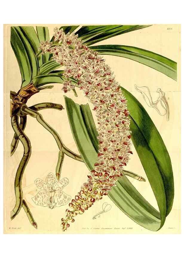 Reproducción/Reproduction 35120672361: Curtis's botanical magazine.. London ; New York [etc.] :Academic Press [etc.]