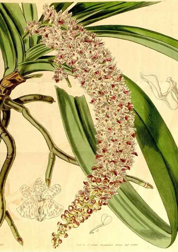 Reproducción/Reproduction 35120672361: Curtis's botanical magazine.. London ; New York [etc.] :Academic Press [etc.]