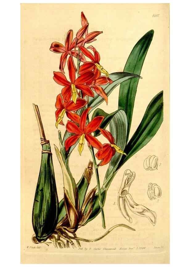 Reproducción/Reproduction 35120669581: Curtis's botanical magazine.. London ; New York [etc.] :Academic Press [etc.]