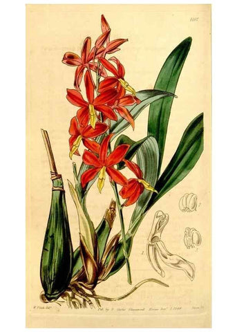 Reproducción/Reproduction 35120669581: Curtis's botanical magazine.. London ; New York [etc.] :Academic Press [etc.]