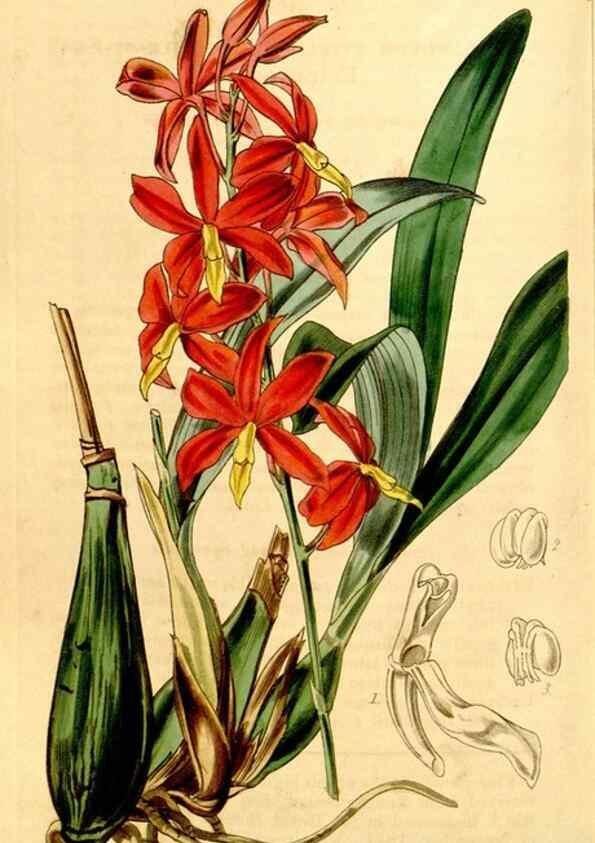 Reproducción/Reproduction 35120669581: Curtis's botanical magazine.. London ; New York [etc.] :Academic Press [etc.]