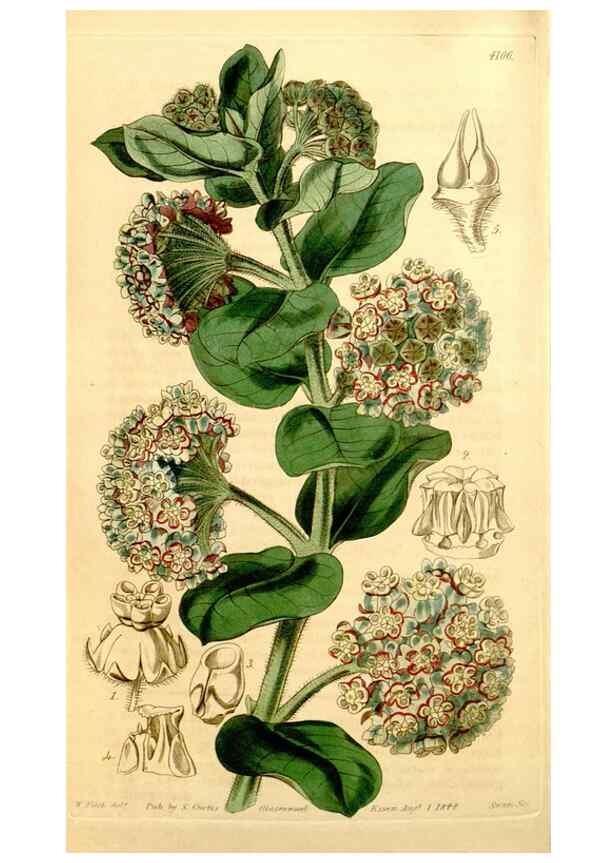 Reproducción/Reproduction 35120666031: Curtis's botanical magazine.. London ; New York [etc.] :Academic Press [etc.]